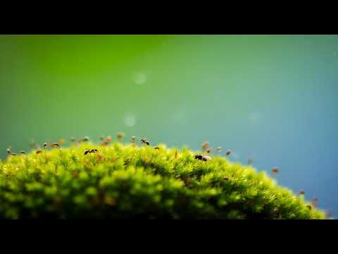 Как запасти мох для лягушечек на зиму, уже из-под снега?