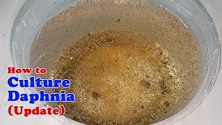 How to Culture Daphnia (Update) with ZERO Cost | Unlimited Live Food for Our Fish