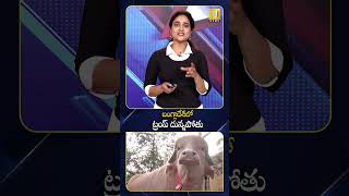 ట్రంప్ ముఖంతో దున్నపోతు : He Named His Buffalo 'TRUMP #trump #buffalo #viral #shocking #utvnews