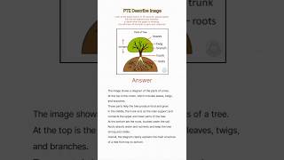 PTE Describe Image | Tree Diagram | Easy Template for 79+ | PTE speaking #shorts @Ptetestprep