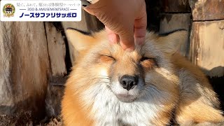 【癒し】いろんなキツネ🦊を撫でてみたら反応が可愛すぎた