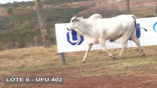 LOTE 6 UFU 402