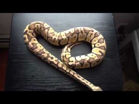 pikachu pokemon My super pastel ball python male