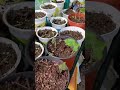 Plants update 2025! #beekeeper #garden #seeds #growing #beehive