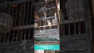 Download Lagu CUCAK JENGGOT JAWA GACOR #shorts MP3