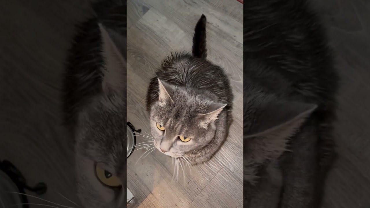 💕🤗GIBI FINICKY🤣😝