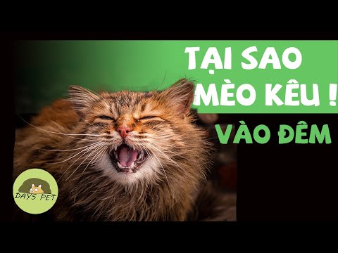 Video: Mèo Của Bạn Có Giữ Bạn Vào Ban đêm Không?