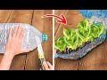 Gardening Hacks: Plastic Bottle Craft Ideas for Indoor Planting 🌱