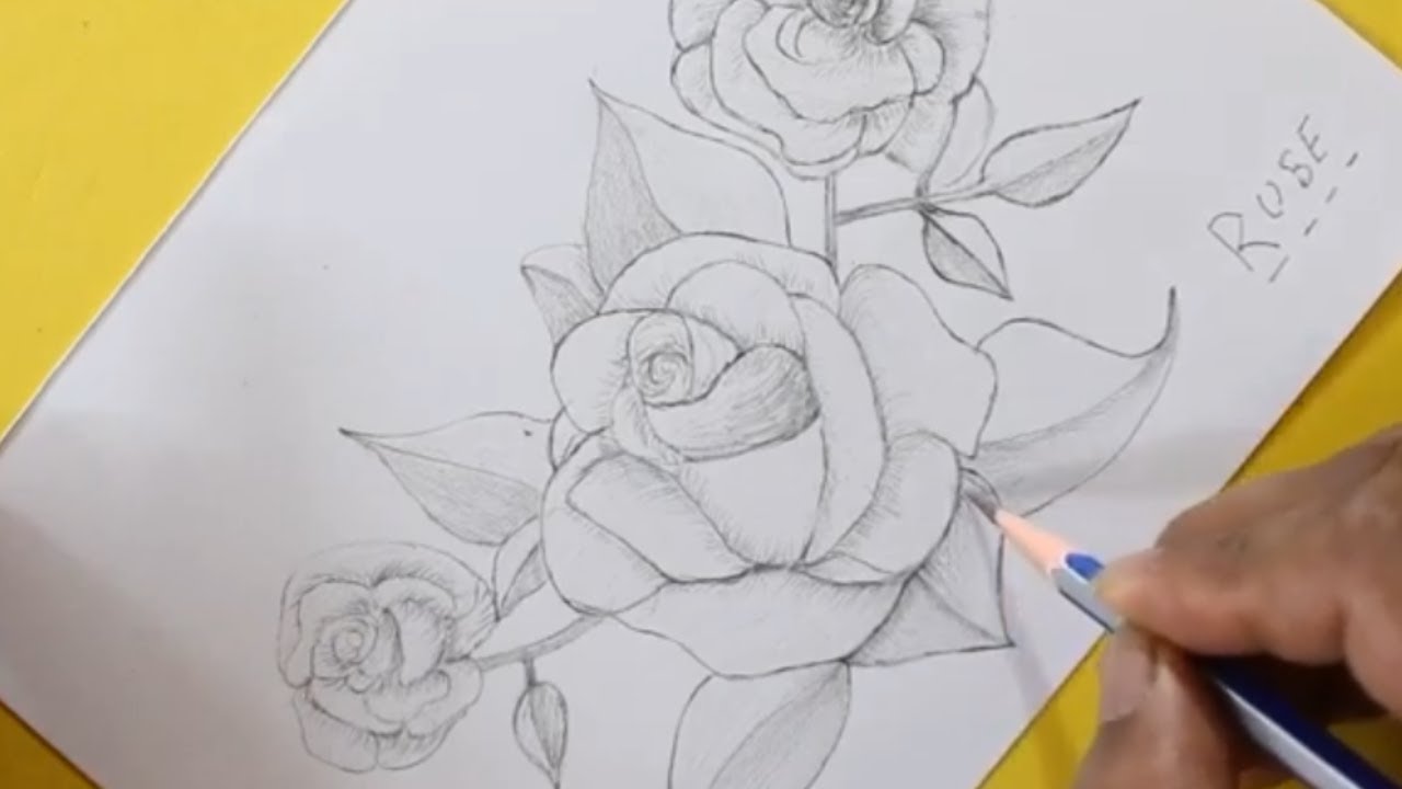 18 Rose Drawings  Free PSD Vector AI EPS Format Download
