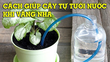 Cách giúp cây cảnh tự tưới nước khi bạn vắng nhà - Mẹo Vặt Cuộc Sống