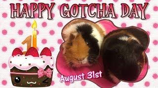 Happy 1st Gotcha Day Divas! @carislittlepiggies