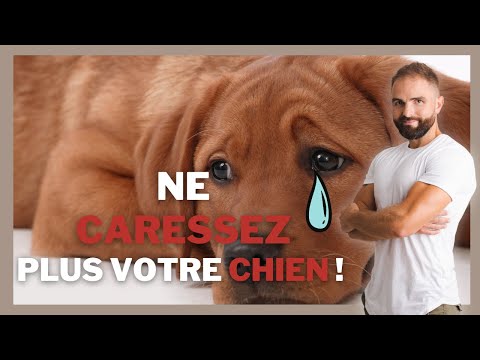Vidéo: Pas de caresses, s'il vous plaît: Parlez pour votre chien