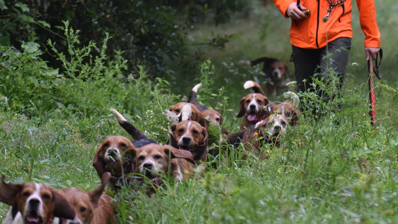 Présentation de la Meute !!! Roro chasse !!!