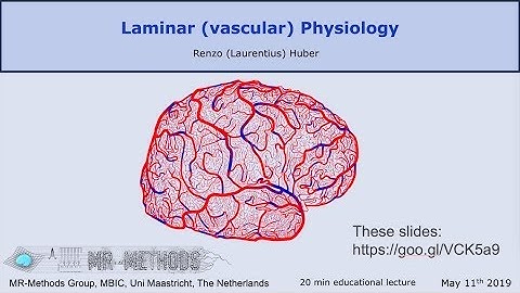 Renzo Huber: Laminar Physiology