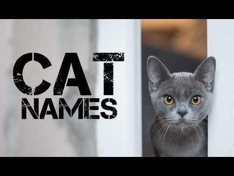 male-cat-names-starting-with-o---youtube