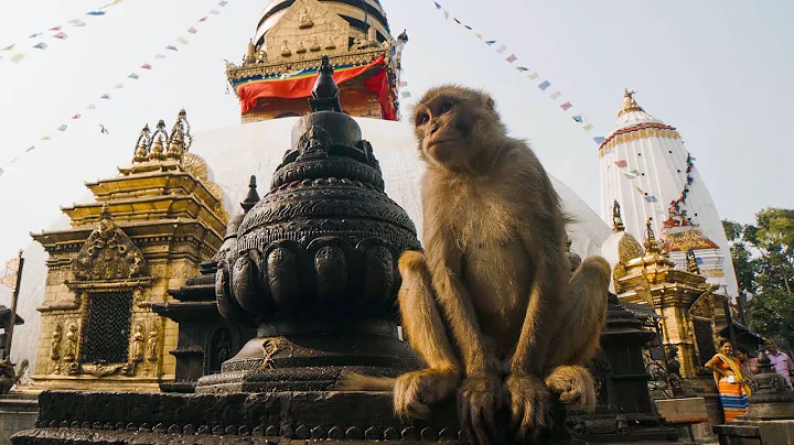 The Town Where Monkeys Are Treated Like Gods | Primates | BBC Earth - DayDayNews