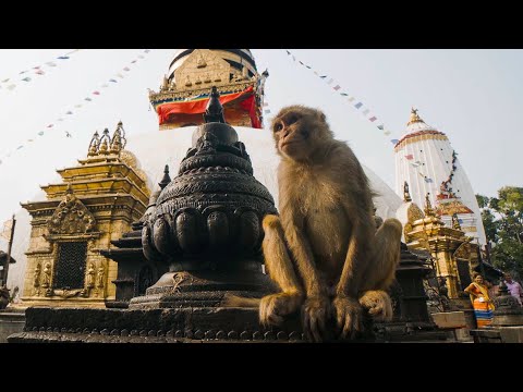 The Town Where Monkeys Are Treated Like Gods | Primates | BBC Earth