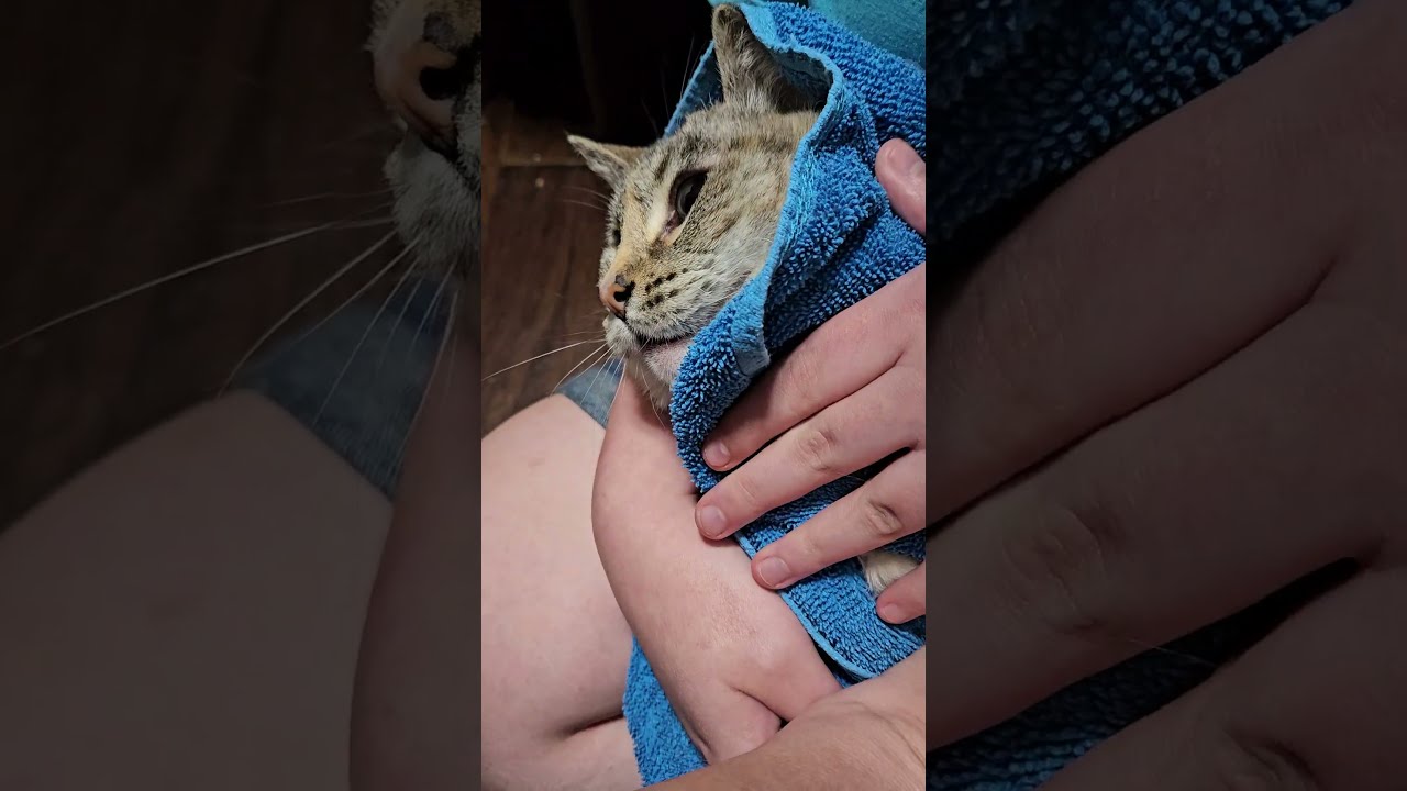 Cutting Your Cats Nails So Easy Demon Cat Screams Bloody Murder Murdercat