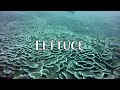 Scuba diving at Lettuce Coral Reef, Sodwana Bay - Underwater Wildlife Adventure