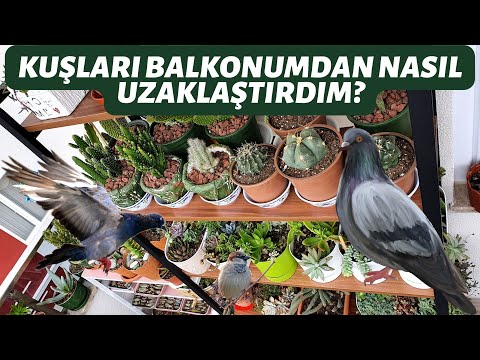 BALKONA GELEN KUŞLARDAN KURTULMAK İÇİN KESİN ÇÖZÜM !🕊️ -Çiçeklerime zarar vermelerini engelledim 😊