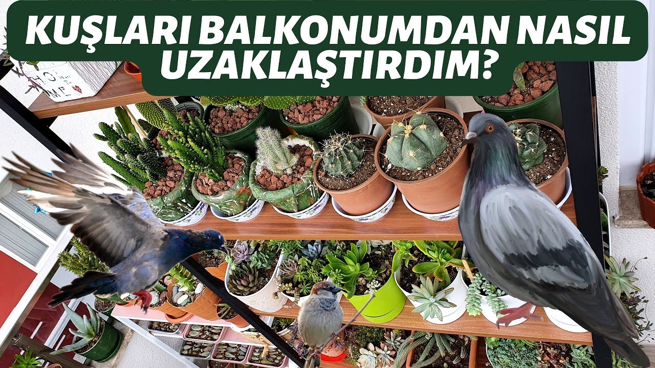BALKONA GELEN KUŞLARDAN KURTULMAK İÇİN KESİN ÇÖZÜM !🕊️ -Çiçeklerime zarar vermelerini engelledim 😊