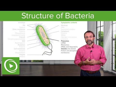 Video: Cum se numește interiorul apos al bacteriilor?