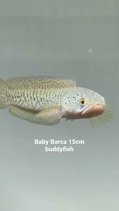 Baby Channa Barca by Buddyfish