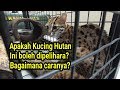 KUCING HUTAN INI DILINDUNGI, BOLEHKAH DIPELIHARA??