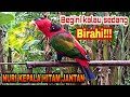 Suara burung nuri kepala hitam jantan kalau sedang memanggil pasangannya!!!