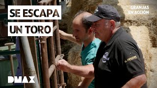 500 Kilos De Furia Así Se Castra A Un Toro Bravo Granjas En Acción