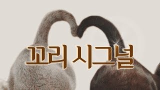 고양이 꼬리가 말하는 9가지 숨은 뜻 (고양이 꼬리언어)