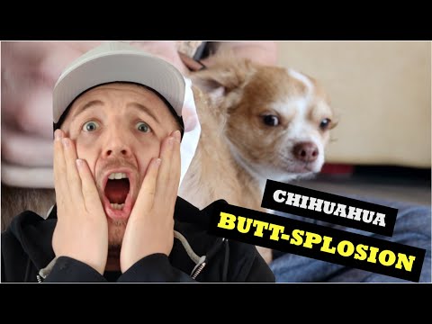 Chihuahua&rsquo;s Butt Pus Explosion!