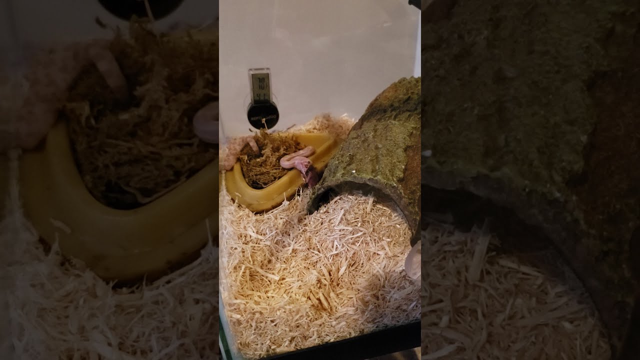 camera iphone 8 plus apk Rupert the corn snakes 4th feed. Oct. 7th 2019