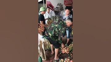 Vải thiều lục ngạn