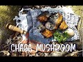 Finding CHAGA - and foraging for other healthy stuff to protect your immune system. ~~NO TALK~~