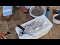 My favourite Octopus bait for kob