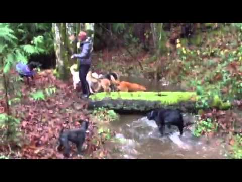 victoria-bc-dog-boarding-|-ben-kersen-&-the-wonderdogs