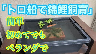 （DIY）４０Lトロ船で簡単錦鯉飼育　メダカ　ビオトープ