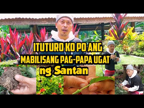 Video: Root Cutting Technique - Alamin Kung Paano Kumuha ng Root Cuttings Mula sa Mga Halaman