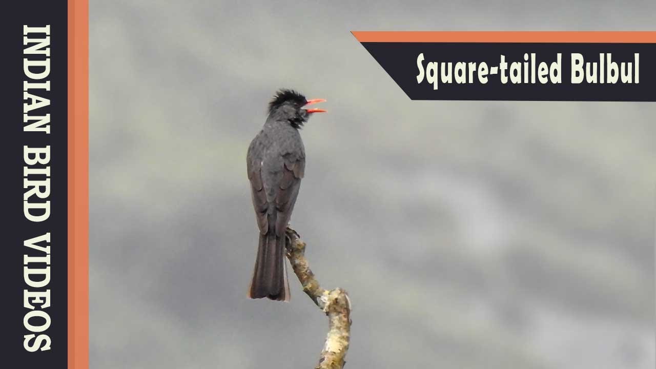 The Square-tailed Bulbul (Hypsipetes ganeesa) 