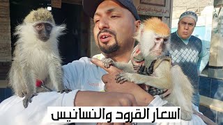 سوق الجمعة بالسيدة عائشة بالاسعااار شمبانزى قرود نسانيس سلاحف فراخ وادى ورل حرابى ضبوب ارانب حمام و