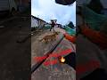 Mafia Delhi Dog Catch #shorts #youtubeshorts #shortsfeed #dogcatching