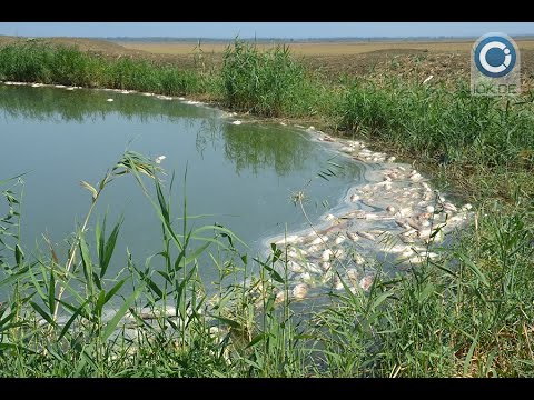 ვიდეო: რა სახის თევზი ითვლება ცხიმად