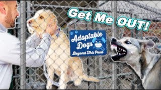 Breaking Our Dog Out Of JAIL!