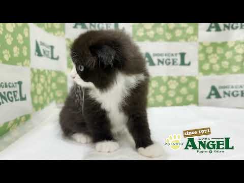 スコティッシュフォールド 2509012 【ペットショップエンゼル 子犬・子猫販売】