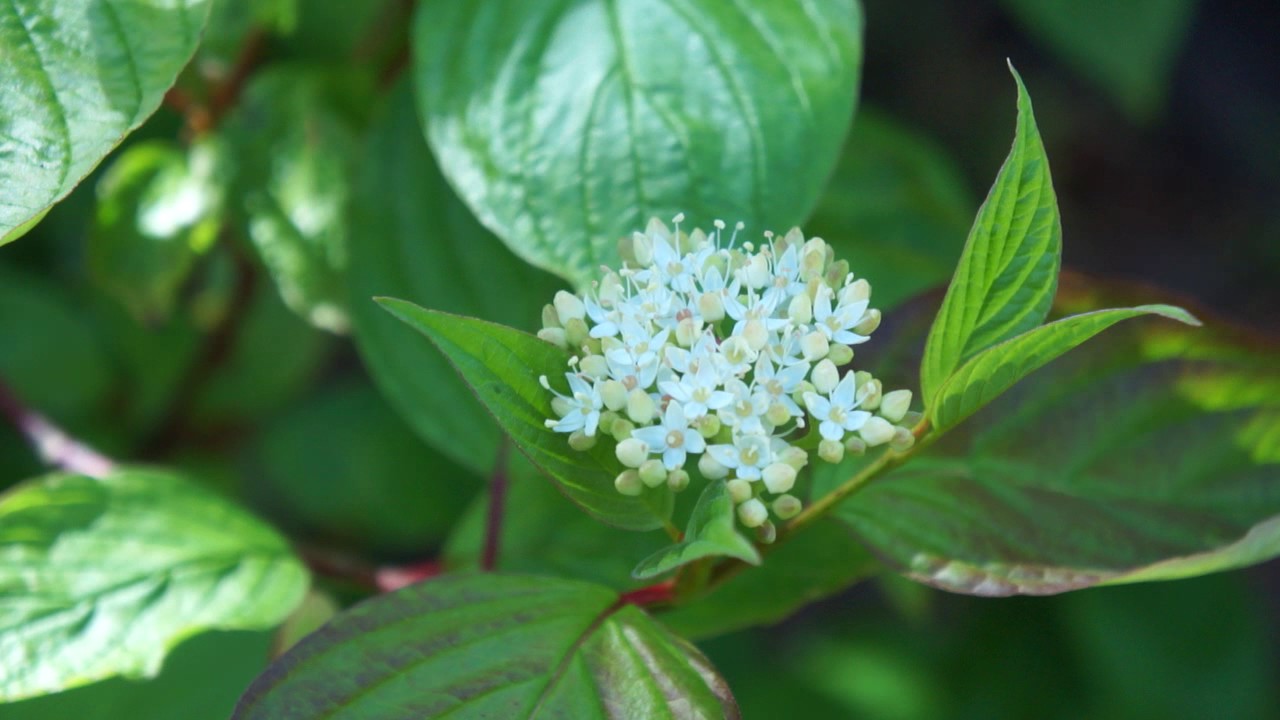Educational videos on nature (Dogwood Flowers- May 2017)