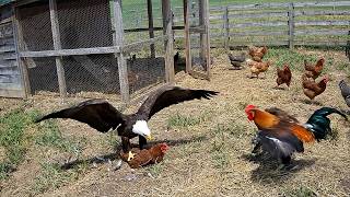 When The Eagle Doesnt Know That The Rooster Is A Fighter