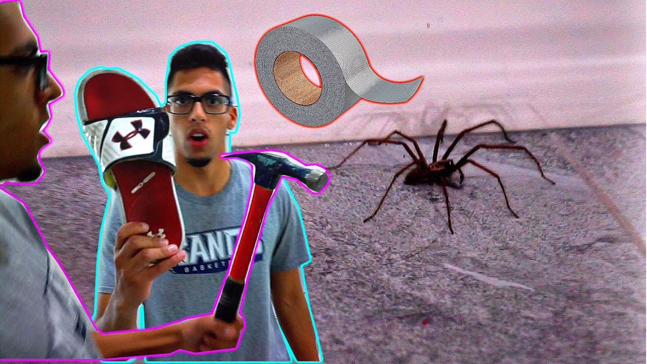 KILLING A HUGE SPIDER.. YouTube