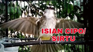 Trucuk isian cipo / sirtu,cocok untuk merangsang trucuk agar cepat bunyi gacor