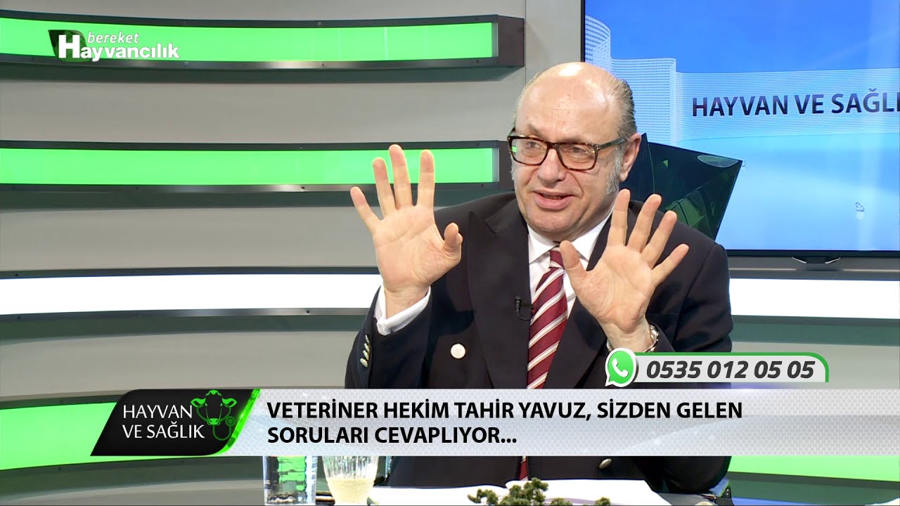 Hayvan Ve Sağlık | Doğumdan Sonra Doğru Tohumlama Zamanı